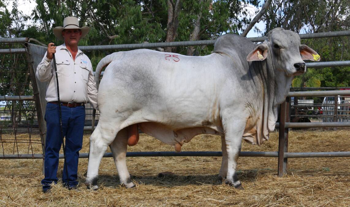 Lawson Camm with the second top price bull of the day at $31,000 purchased by FBC Brahmans, Wowan.
