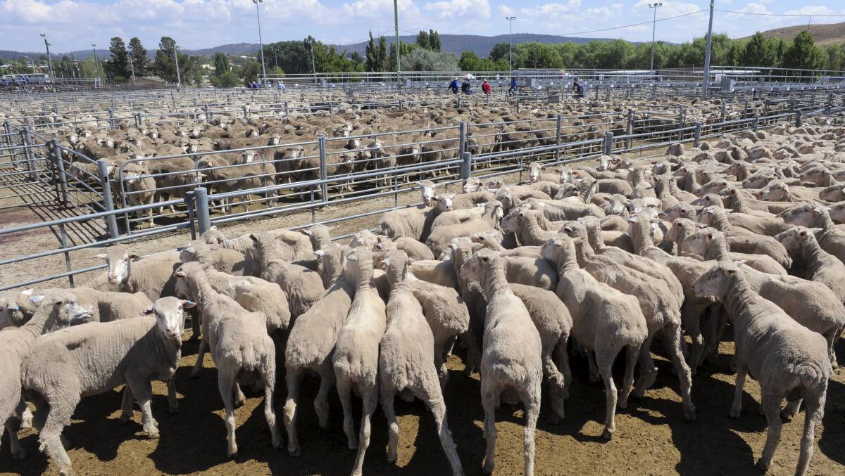 FALLING NUMBERS: ABARES predicts that sheep numbers will fall by 2.3 million head by the end of 2018/19, following a 700,000 drop over the 2017/18 season. 