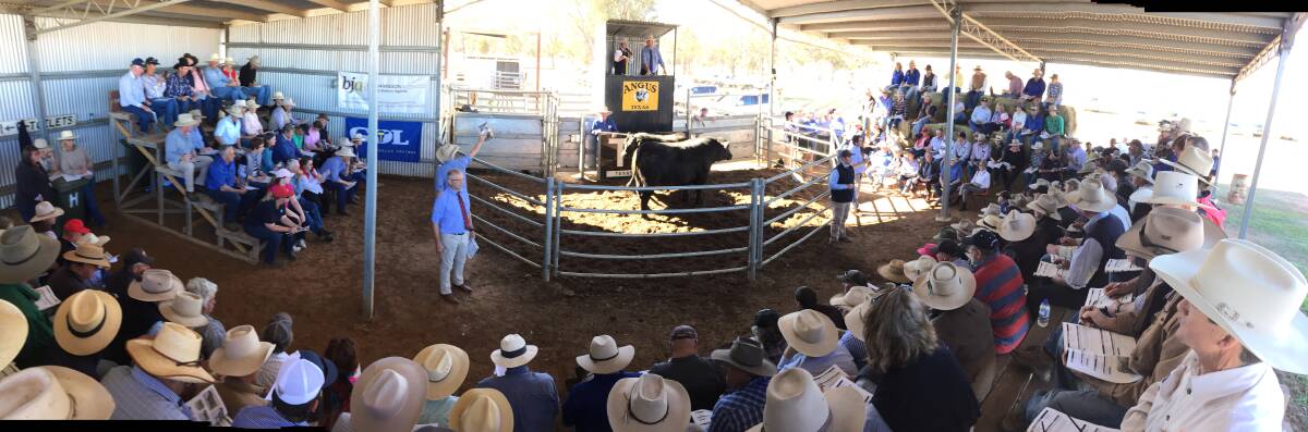 Lot 27 Texas Earnan L612 by Connealy Earnan 076E from a Texas Undine broke a stud sale record selling for $56,000 to Chris Knox and Helen Alexander, DSK Angus, Coonabarabran.