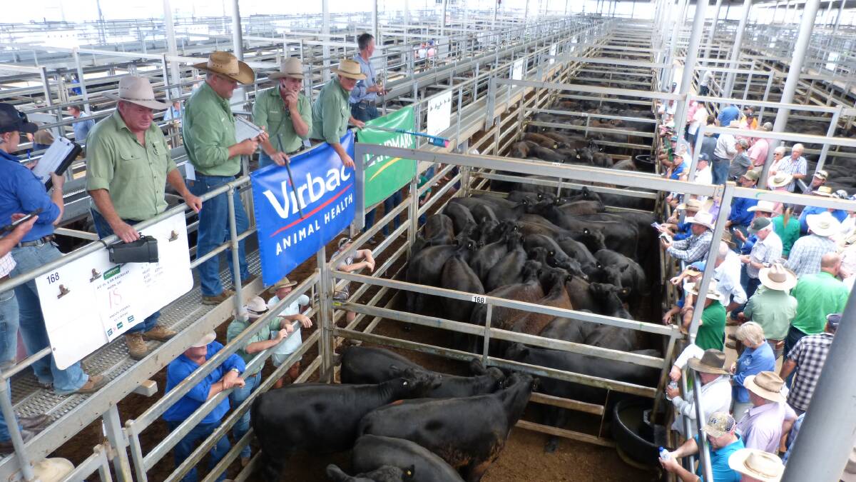 Landmark auctioneer, Tom Boyle, offers this top price pen of Angus steers, for GL&DR Macaulay, Huon. This quality pen of 18 steers (429kgs) sold for $1410.