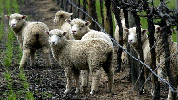 The research aims to develop better methods to detect chlamydia in sheep. Photo: Rob Homer