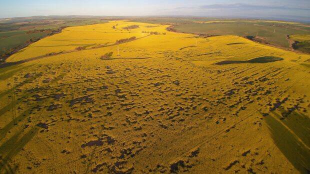 Canola crops in South Australia damaged by mice. Photo: Nick Lush