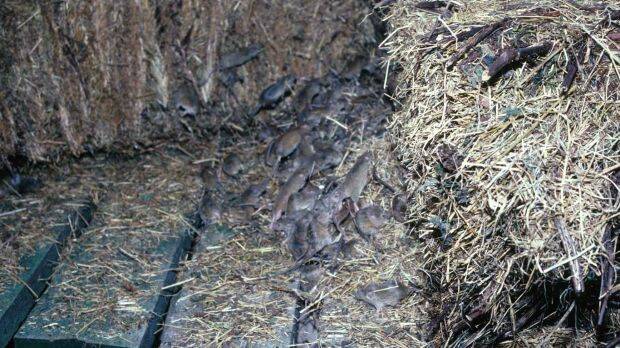 Mice among the hay. But, according to Steve Henry, research officer with the CSIRO, it's "not a plague at the moment". Photo: Peter Brown