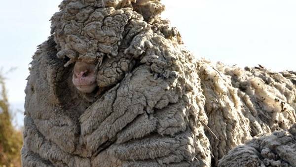 Close shave for Cecil the sheep | Photos, Video