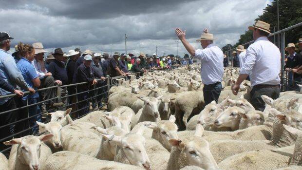 Ballarat's annual ewe sale.  Photo: Stock and Land