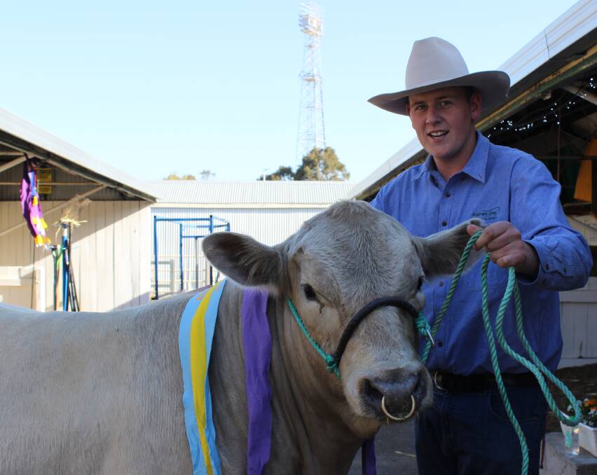 MIGHTY EFFORT: Harris Thompson, Boyup Brook, with one of his stud Murray Greys at this year's IGA Perth Royal Show.