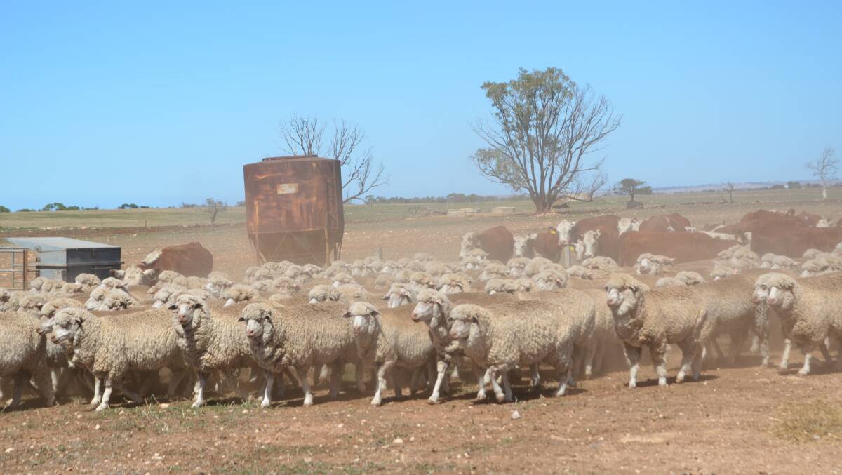 Under an APVMA proposed decision, Diazonin would no longer be used on sheep.
