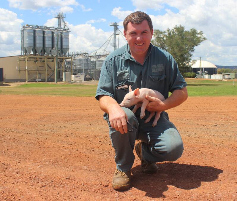 No waste: Laurie Brosnan runs the family-owned piggery, where efficiency is the key to its success. The grain feed is mixed on farm, and the methane from the pigs' effluent is converted into electricity to power the piggery. 
