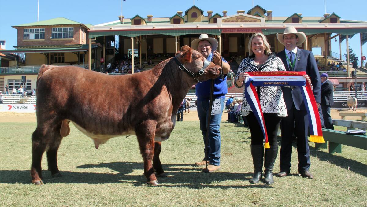 Grand champion bull and champion junior bull Amavale Masterplan, Amavale Shorthorns, Barambah, was led by Jeff Rose, Amavale, and presented with the award by Kate Spry and judge Matthew Spry, Hillcrest, Tamworth.
