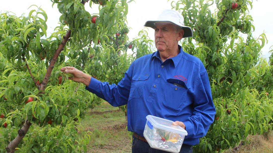 Duncan Ferrier, Rosemary Hill Orchard, Stanthorpe with the Honey May variety of nectarines.