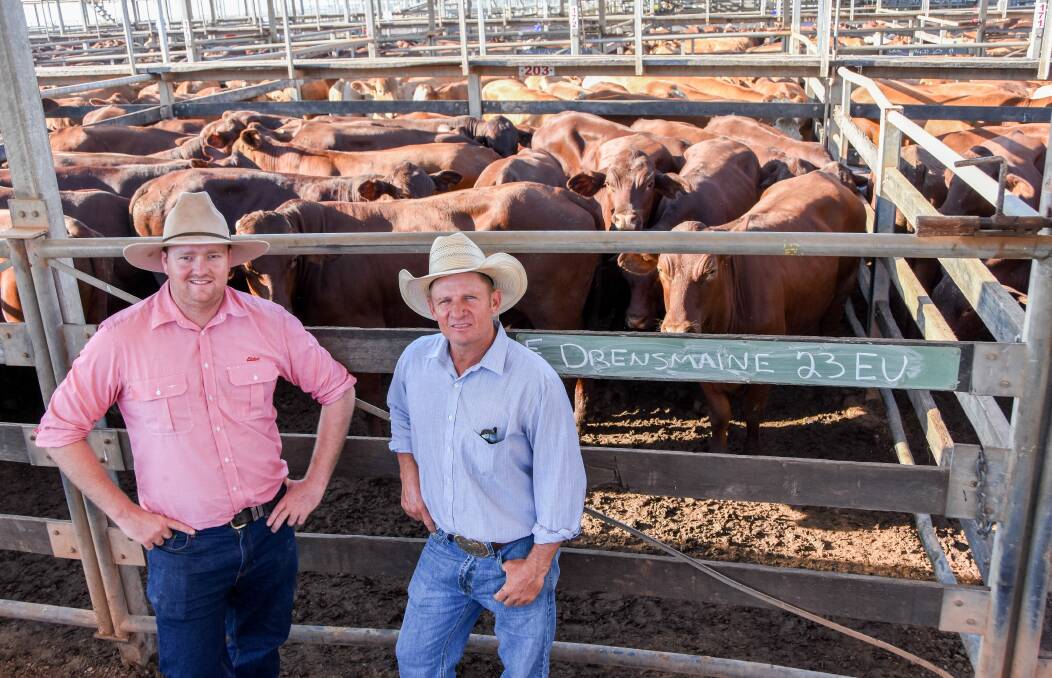 Elders Charleville agent Gus Foott with vendor Matt Sargood, Drensmaine, Tambo and their Santa steers which sold at the Roma store sale on Tuesday.