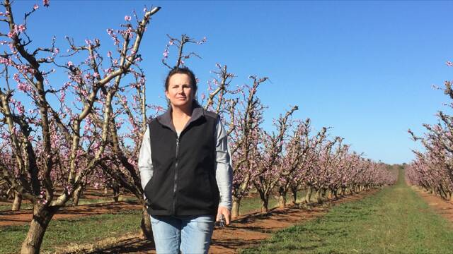 Victorian stone fruit grower Peta Thornton is peitioning the government to deliver the Basin Plan water reform in full.