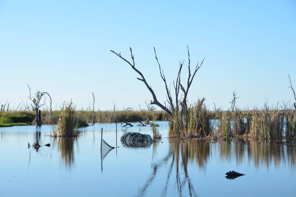 Fyke nets are used to sample fish and turtles in Bunnor Waterhole in the Gwydir Wetlands. Photo: I. Tsoi. 