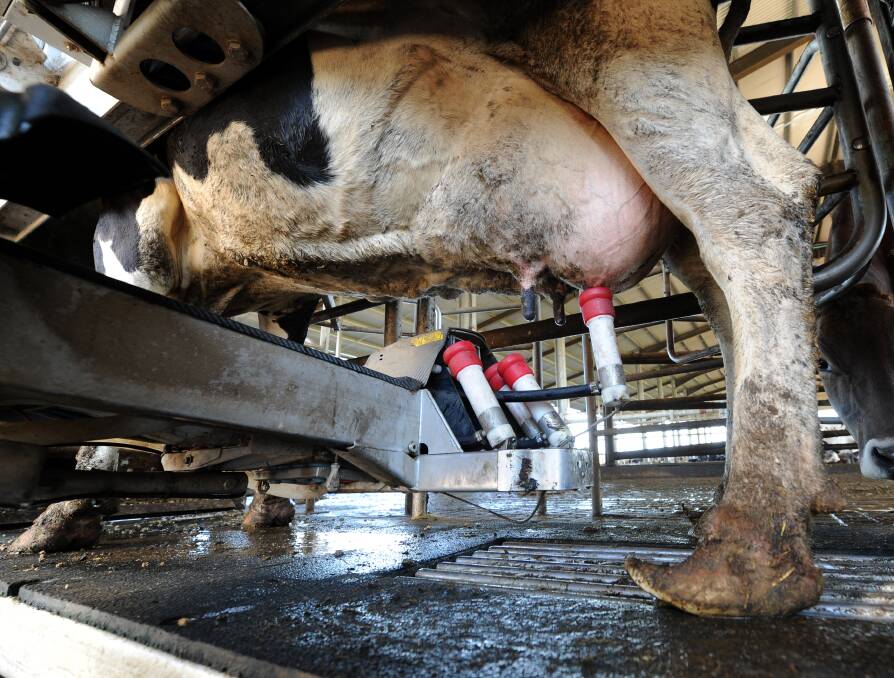 There are about 250 cows spread across 40 robotic dairy farms in Australia.