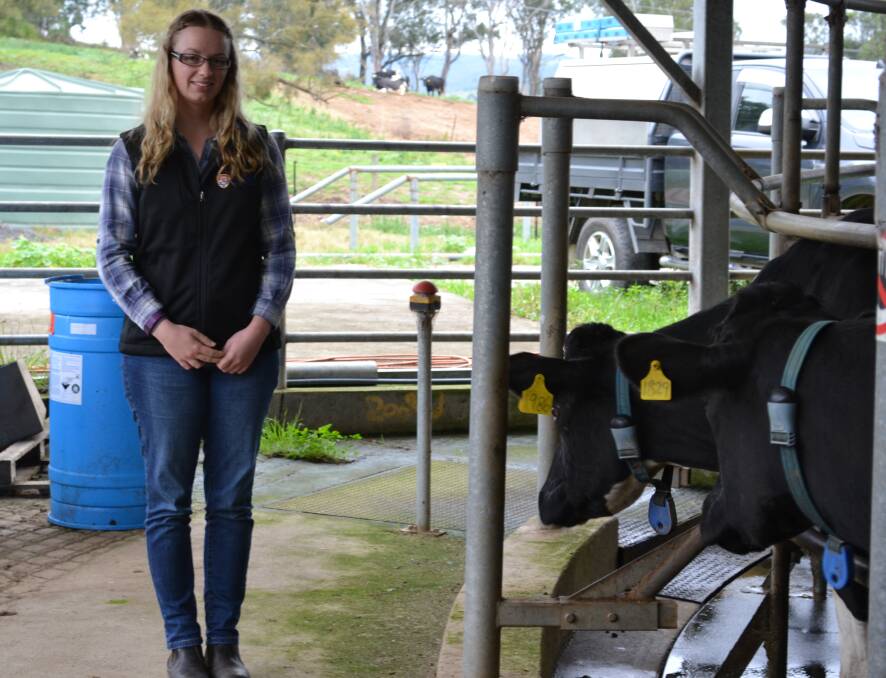 Ashleigh Wildridge study revealed cows are calmer around humans when they're milked by robots.