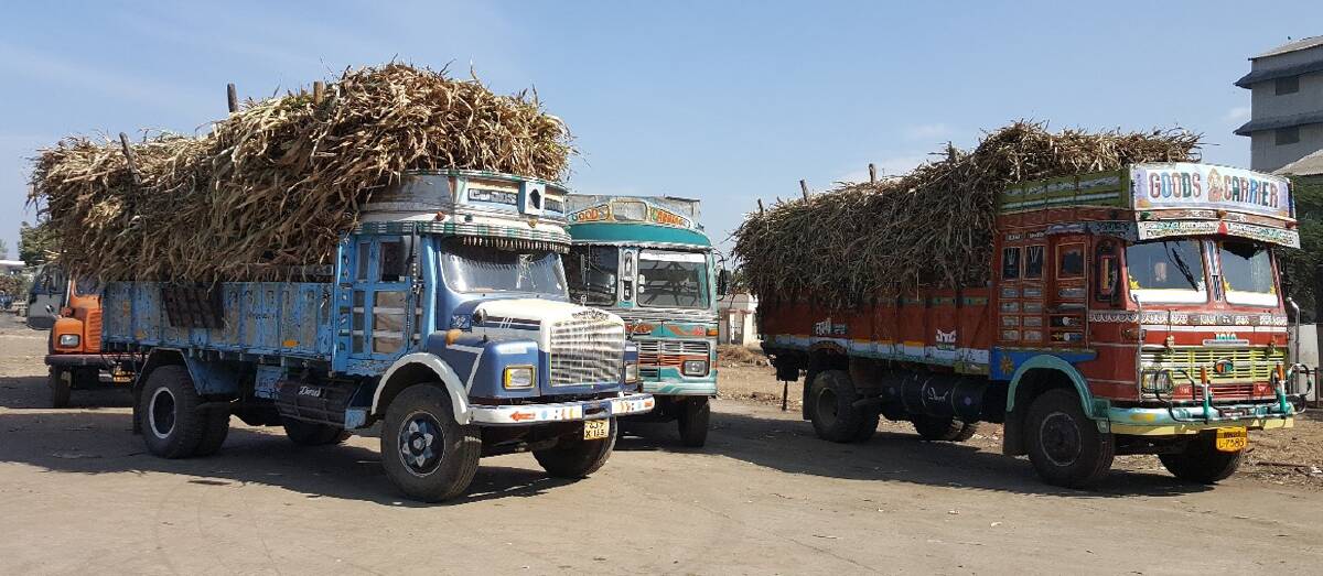 Sweet sorghum stalks being transported to sugar mills. Photo by Ashok Kumar.
