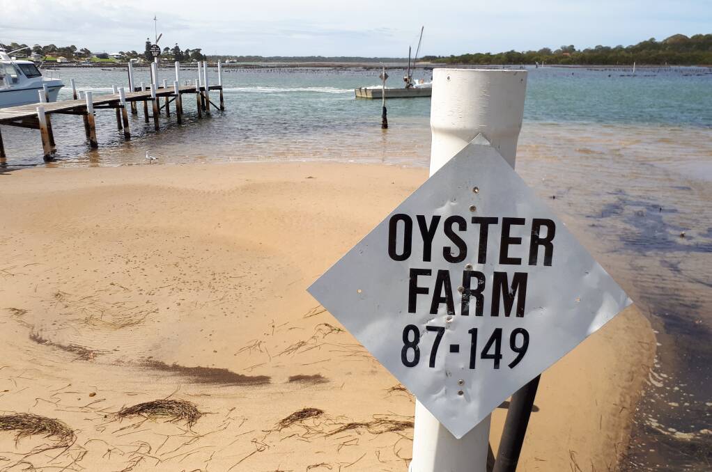 Oysters are their world on Shoalhaven River