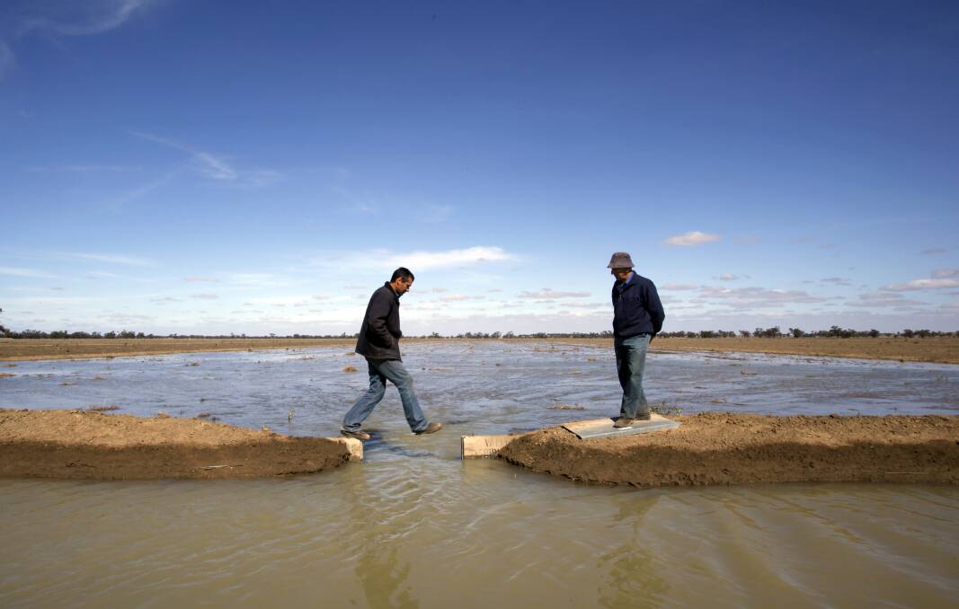 Flood irrigation near Moulamein. Photo Michele Mossop.