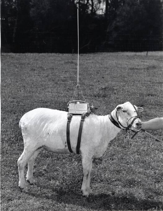  CSIRO animal physiology research division attached a transistor radio to sheep to gather information in the laboratory on the animal's chewing habits. 1960.  