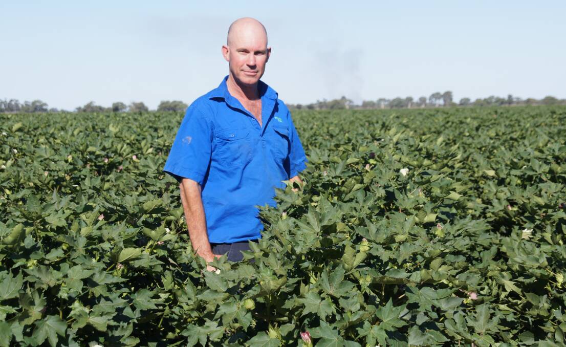 Coleambally farmer Trent Gardiner, standing in his son's cotton crop, says farmers are stifled by uncertainty surrounding the Basin Plan, which will come to a head in Canberra today.