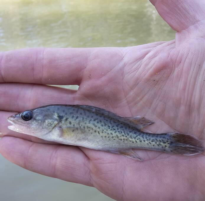 A juvenile trout cod.