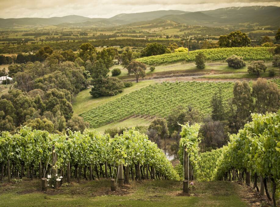 Treasury Wine runs an efficient real time logistics system to handle more intense harvests, caused by smaller windows from hotter seasons. Pictured: Coldstream Hills vineyard in Victoria.