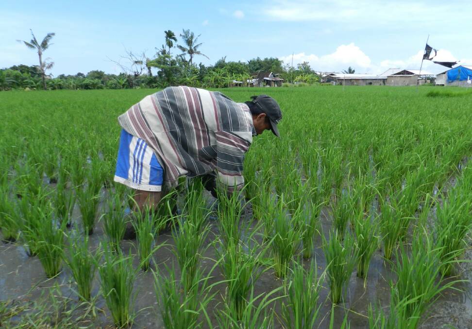 Ag is back of the pack when it comes to digitising production data. But crucial productivity gains are ripe for the picking. Balinese rice farmer. Photo: Michael Bachelard.