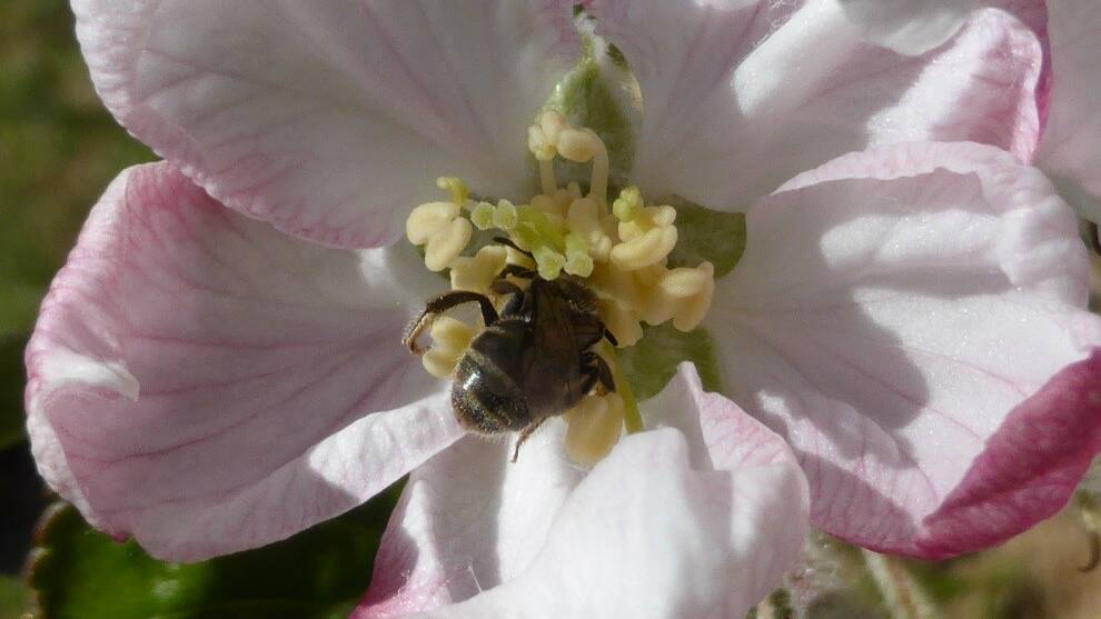 A native Furrow bee pollinating an apple tree. Photo by M. Saunders.