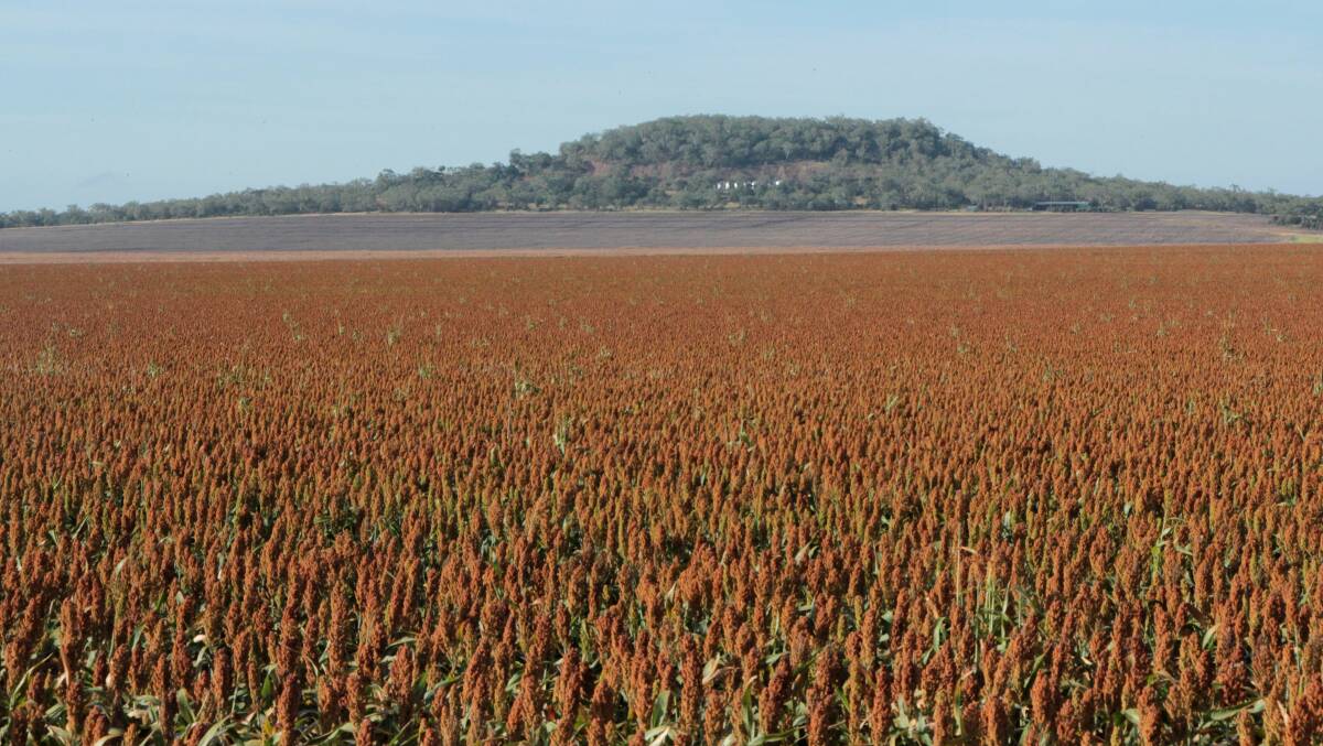 Sorghum crop forecast slashed as dry continues