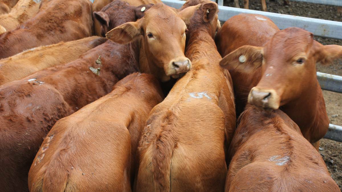 The market remained strong for all types at Laidley with heifers selling to dearer rates.