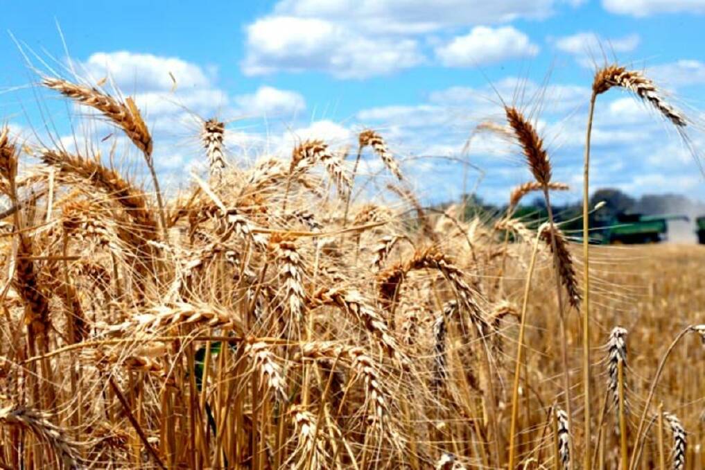 Record wheat, barley, canola exports roll on