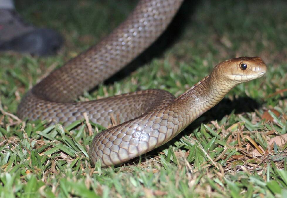 Recent statistics show the brown snake is the most common biter (41 per cent), followed by the tiger snake (17pc) and red-bellied black snake (16pc). 