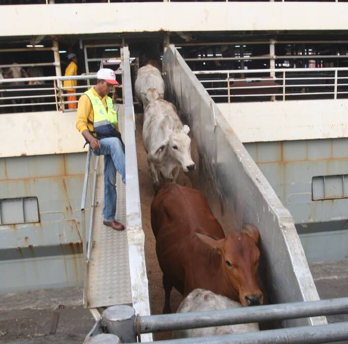 SLOWDOWN: The flow of cattle to Indonesia has slowed significantly of late, however, ships are still being loaded for Vietnam.