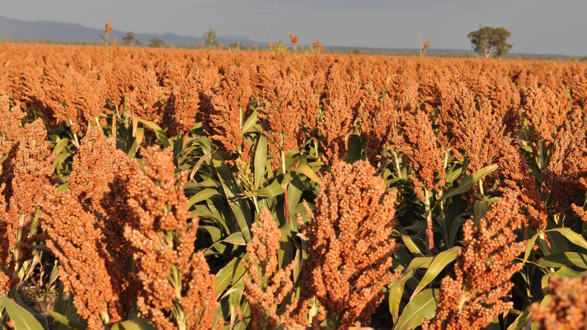 RAIN WELCOME: Stormy conditions have given recently planted sorghum crops a welcome boost.