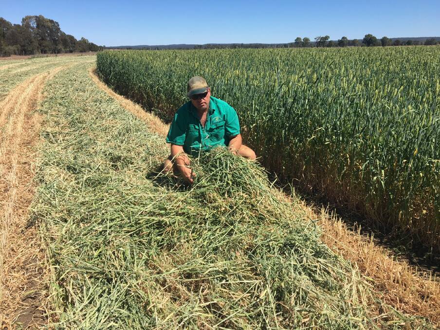 Russell Zahnow of Zahnoonah Pastoral Co at Mundubbera, Queensland is pleased with his forage oats crop production.