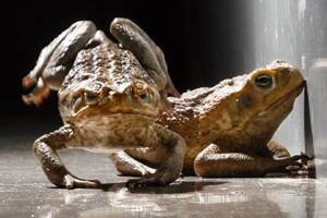 New spray to make cane toads croak