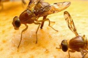 Fruit fly outbreak declared at Ottoway