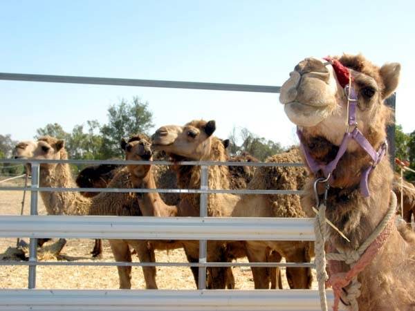 Camels to fill ecological niche?