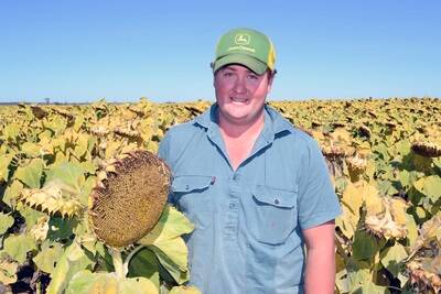 Tim Gersbach, Kurrajong, Capella, in his family's crop of Aussie Gold 62 sunflowers.
