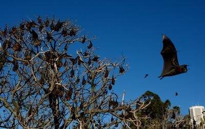Flying foxes from Sydney's botanic Gardens have been tracked to Bundaberg in the north and Pambula in the south.