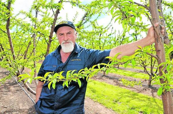 CONTROL IMPERATIVE: It would be "devastating" if fruitfly controls were dropped in South Australia, according to SA Fresh Fruit Gower Association chairman Dino Ceracchi (pictured). 