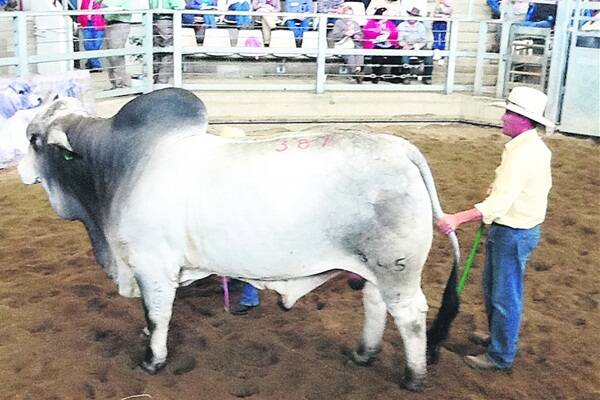 The Fenech family's Grey Brahman bull, FBC Megatron Manso 345/1 (IVF) (H) sold for $60,000 to Savannah Brahmans, Mackay. 