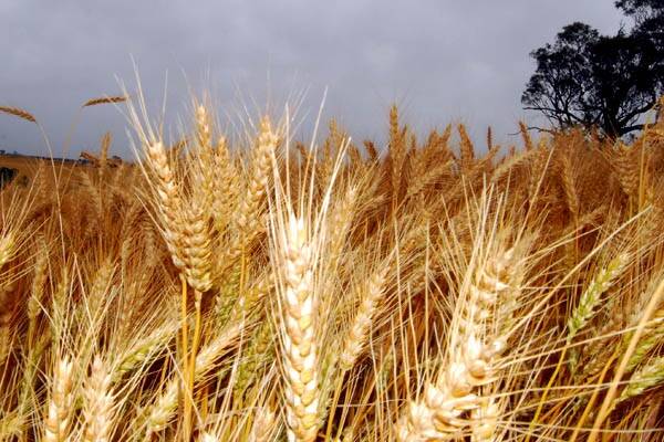 UK's wheat downgrade