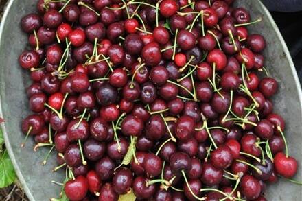 Cherry prices the pits