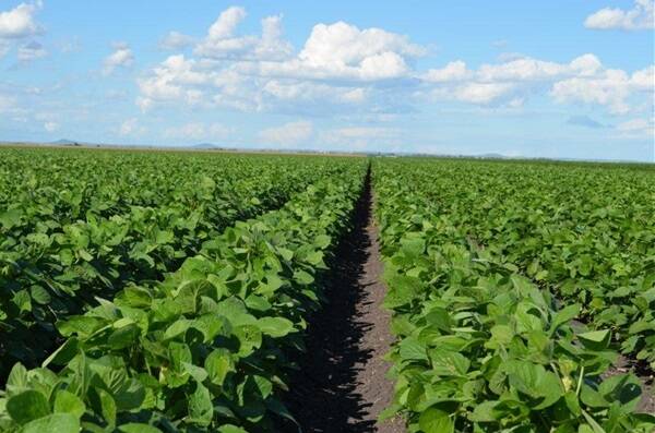 The 773ha Darling Downs intensive irrigation property Waterloo has been listed for $7.6 million.