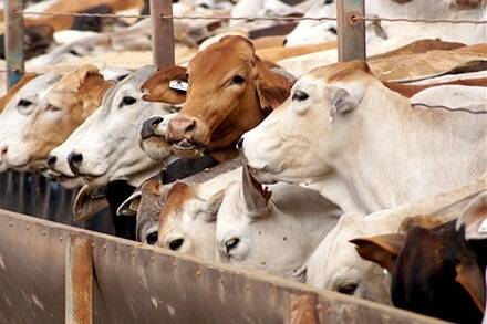 Indonesia lifts cattle imports