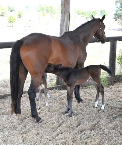 Warmblood mare Missouri beat the 1 in 10,000 odds and delivered twin foals Bossy and Whippet.