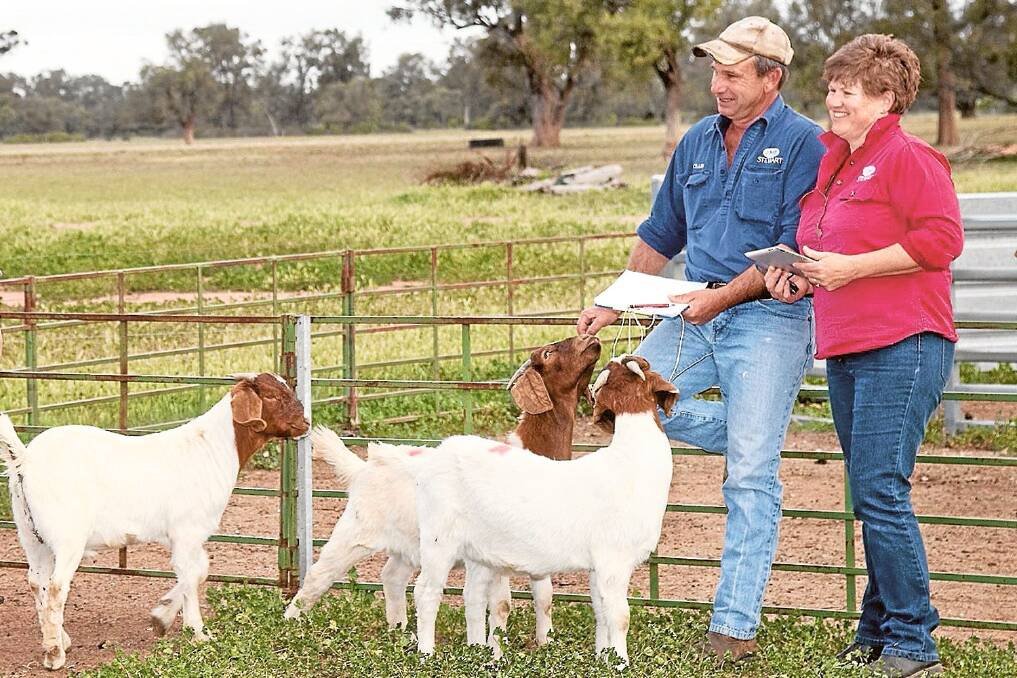 Craig and Jo Stewart, "Buena Vista", Collie are marketing the benefits of goat meat in gourmet cooking.