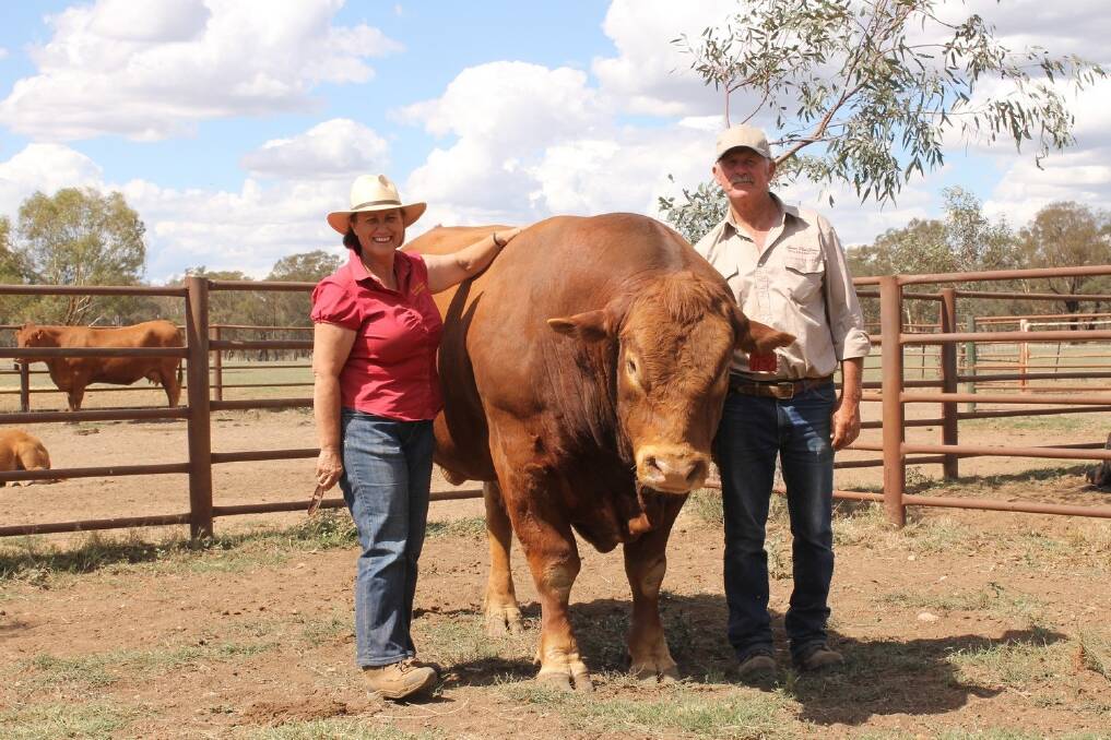 Garren Park Genetics principals Garry and Karen Hedger show how quiet their bulls are.