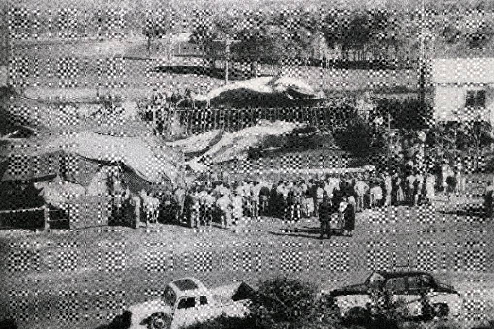 Two whales at Byron Bay Whaling Station next to the abattoir in Byron Bay, one ready for flensing. Large crowds gathered to watch whenever whales were caught and processed - Courtesy Time & Tide/Byron Bay Historical Society.